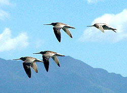 Farewell to the Godwits. 
