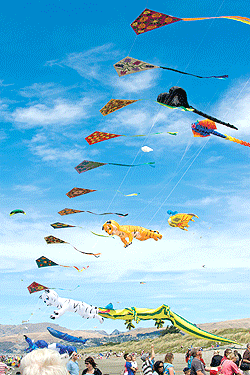 Kites Flying in the sky on Kite Day. 