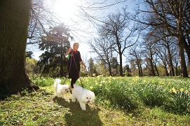 Walking dogs at the park. 